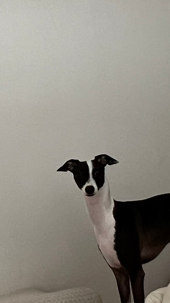 イタグレに壊されたもの、全部書き出してみた